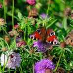 late summer encounters