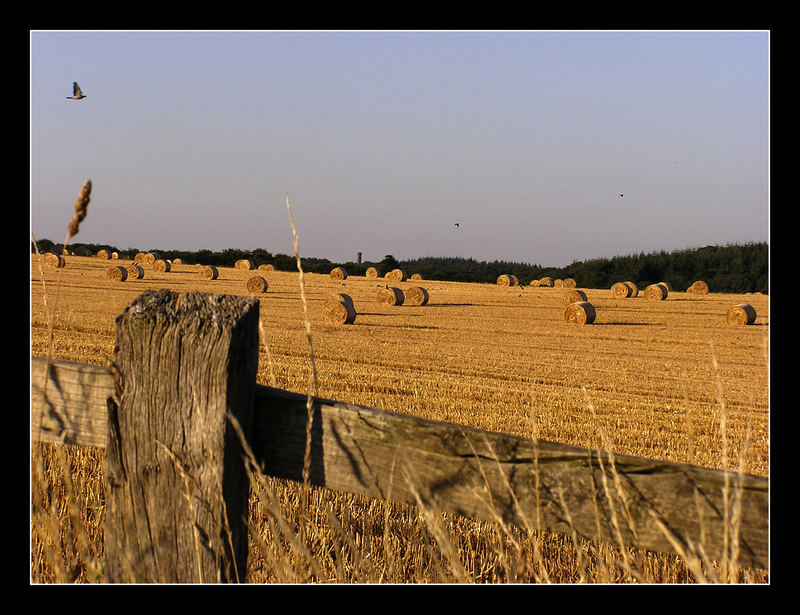 Late Summer in Dorset