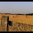 Late Summer in Dorset