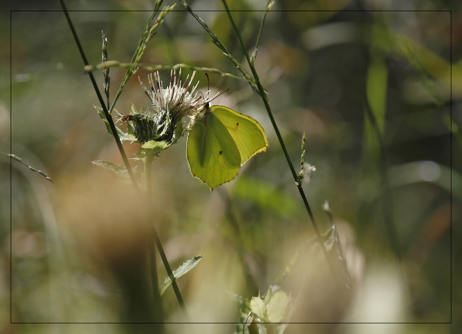 late summer light