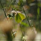 late summer light