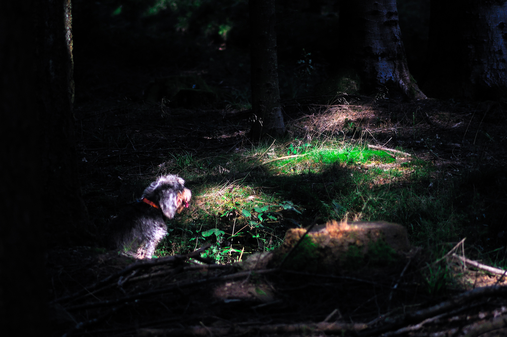 late summer light