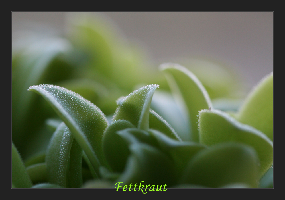 lateinisch: Pinguicula