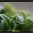 lateinisch: Pinguicula