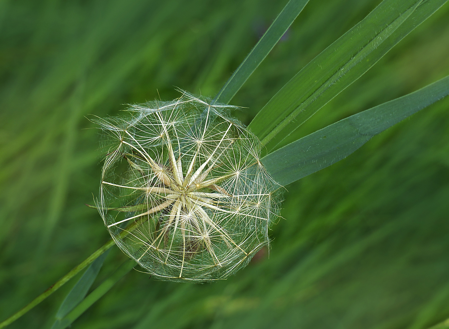 Laternchen