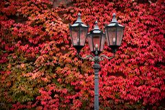 Laterne "10" vor dreispitziger Jungfernrebe | Altstadt Mainz