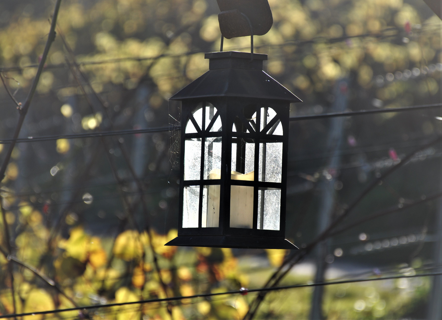 Laterne im Weinberg