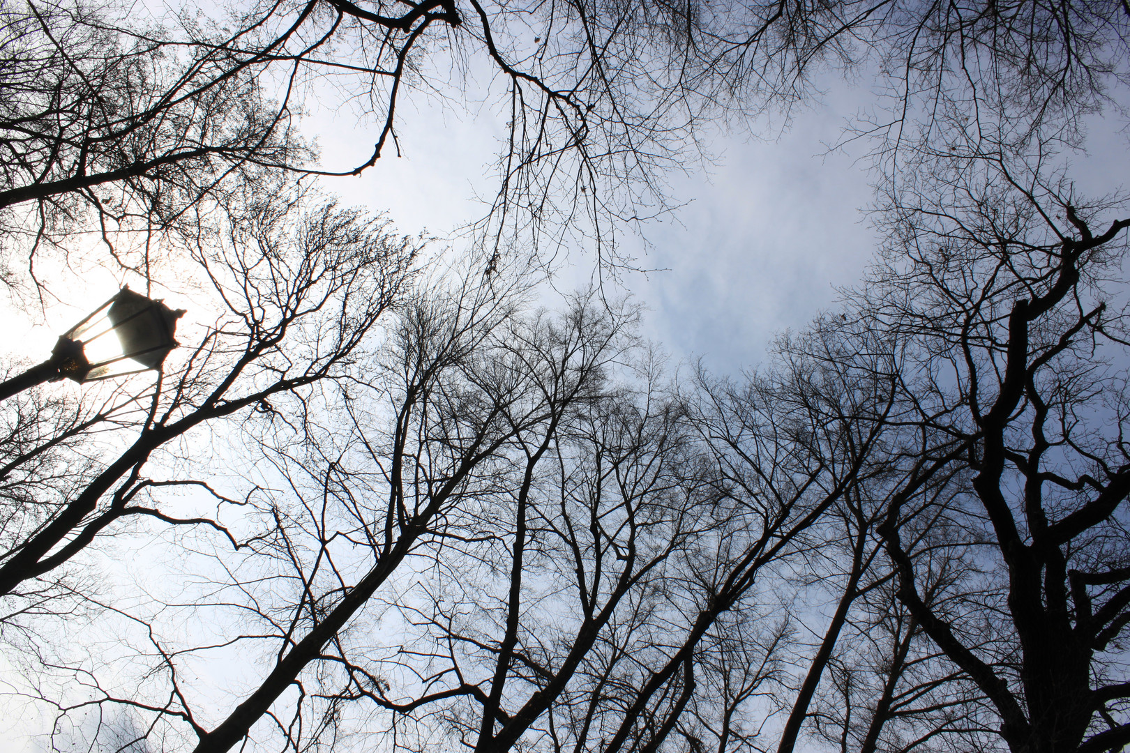 Laterne und Baumwipfel / lantern & tree tops