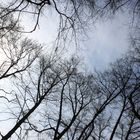 Laterne und Baumwipfel / lantern & tree tops