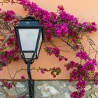 Laterne und Bougainvillea