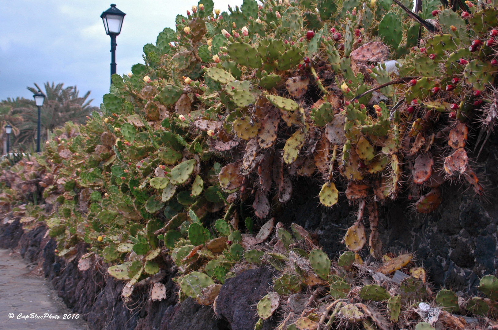 Laternen und Kakteen in Puerto de la Cruz