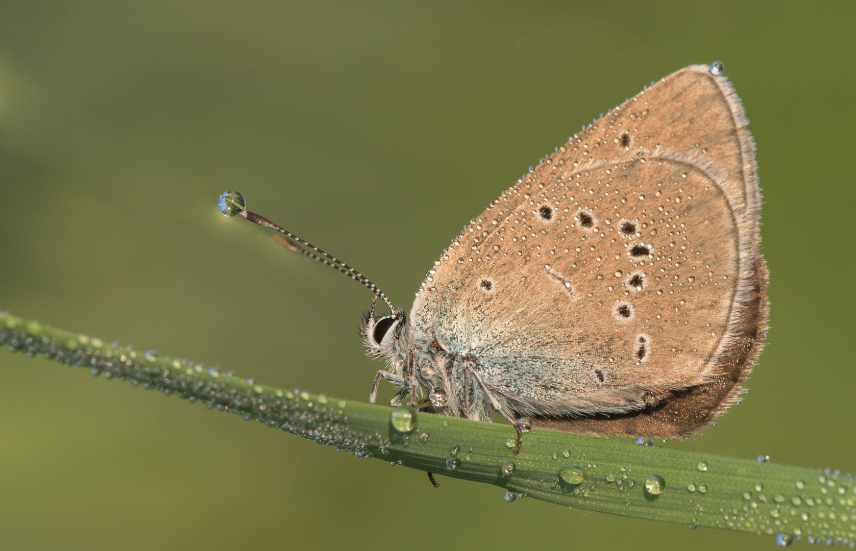 Laternen Welt Foto Bild Tiere Wildlife Schmetterlinge Bilder Auf Laternen Welt Foto Bild Tiere Wildlife Schmetterlinge Bilder Auf