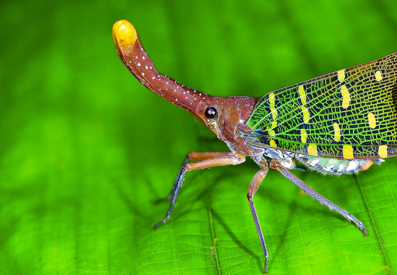 Laternenträger-Zikade aus dem Tropischen Regenwald von Borneo)