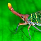 Laternenträger-Zikade aus dem Tropischen Regenwald von Borneo)