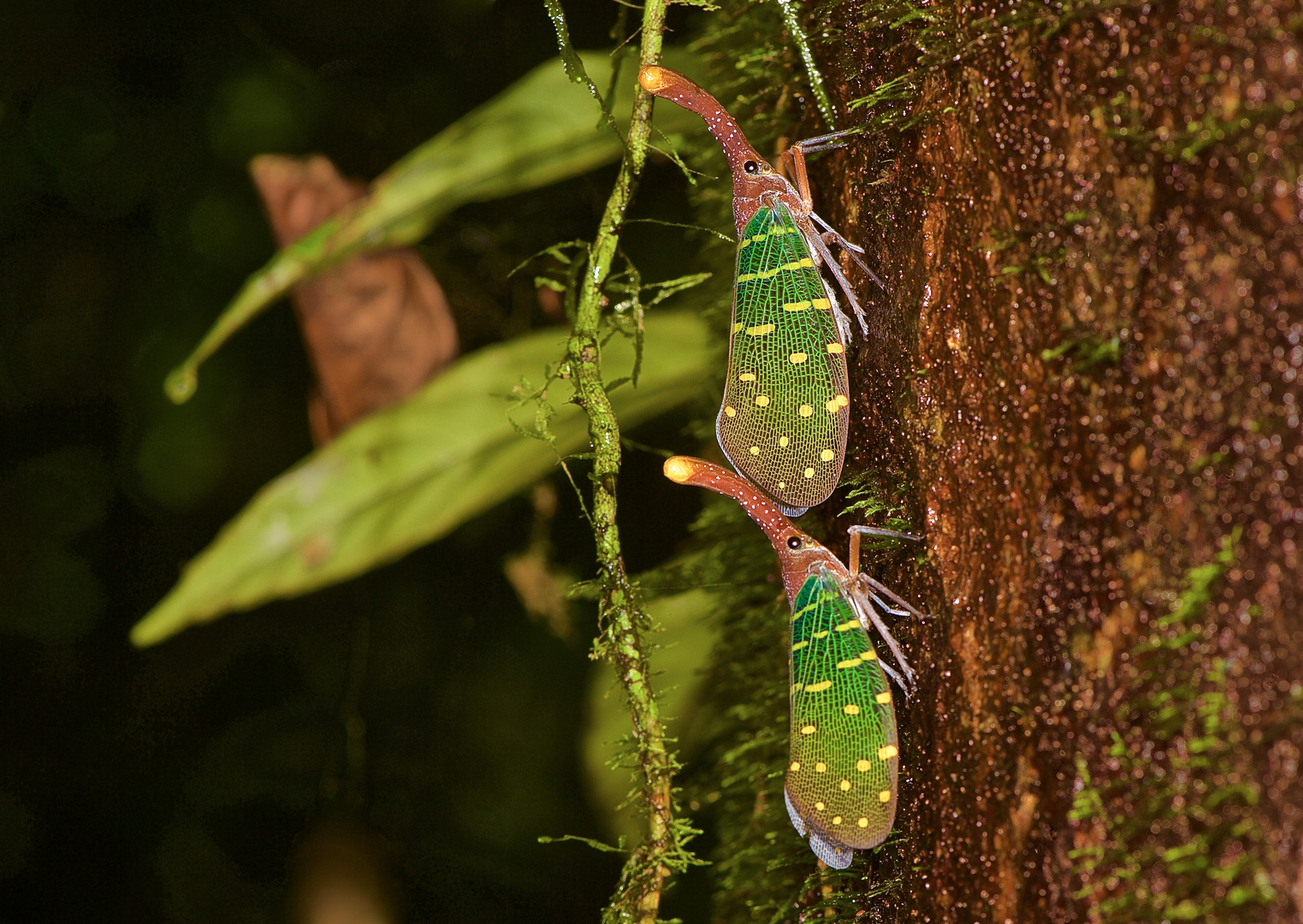 Laternenträger-Zikaden aus dem Regenwald von Borneo