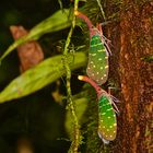 Laternenträger-Zikaden aus dem Regenwald von Borneo