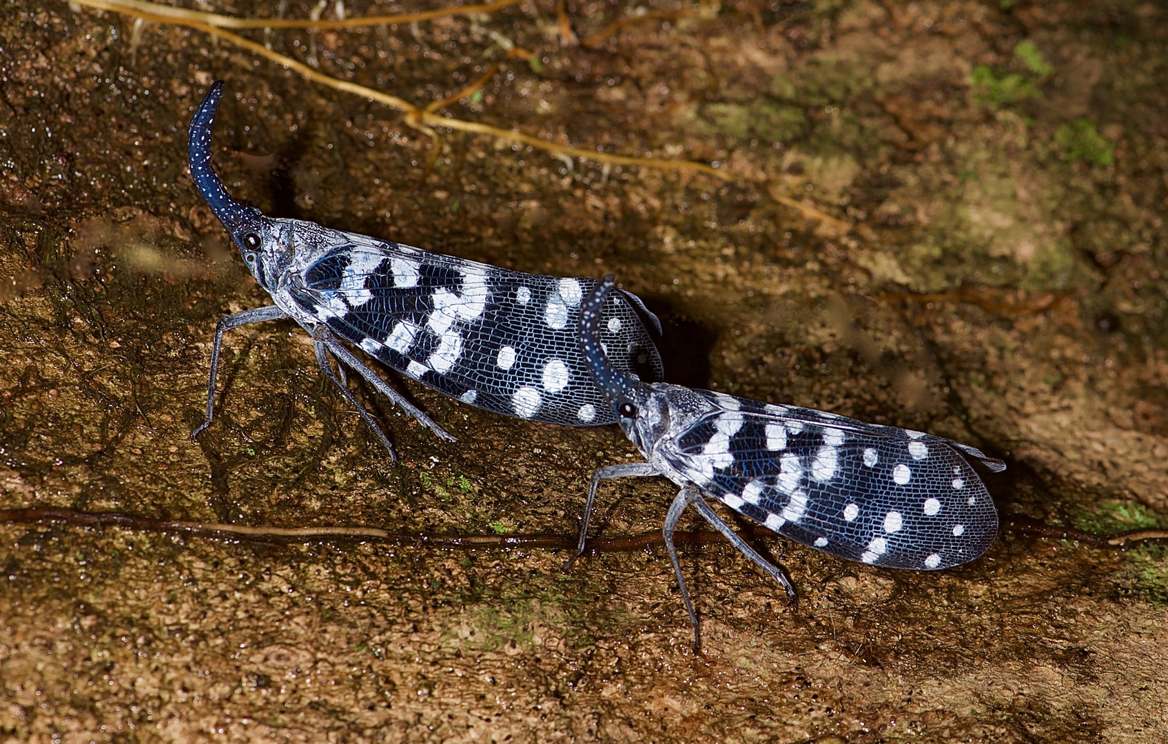 Laternenträgerzikade aus dem Regenwald von Sri Lanka