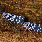 Laternenträgerzikade aus dem Regenwald von Sri Lanka