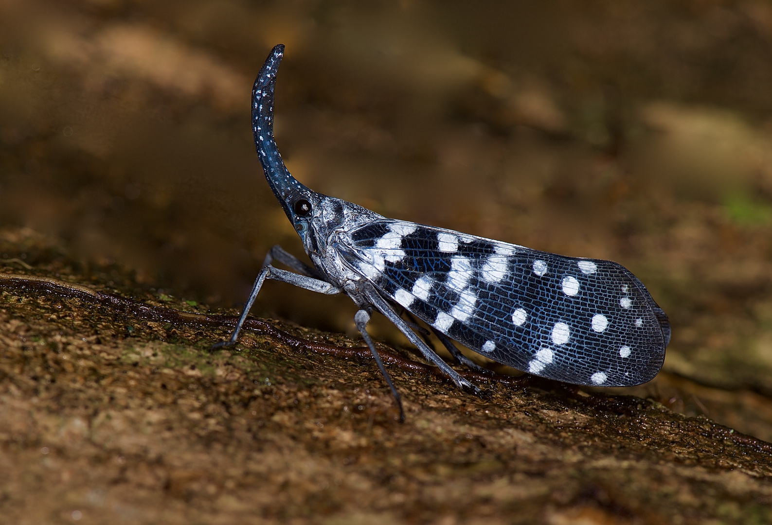 Laternenträgerzikade aus dem Regenwald von Sri Lanka