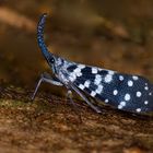 Laternenträgerzikade aus dem Regenwald von Sri Lanka