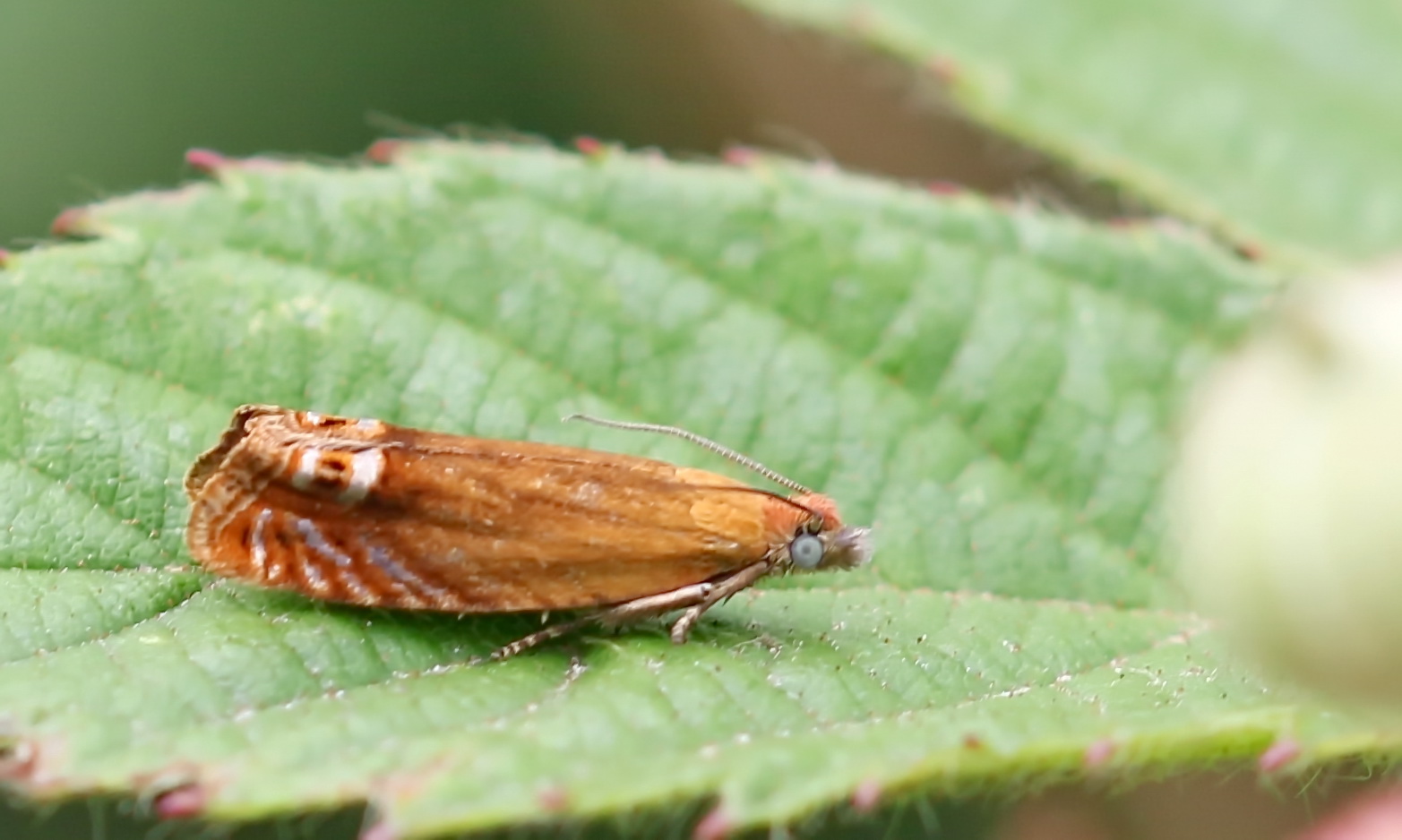 Lathronympha strigana 