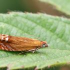 Lathronympha strigana 