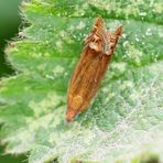 Lathronympha strigana 