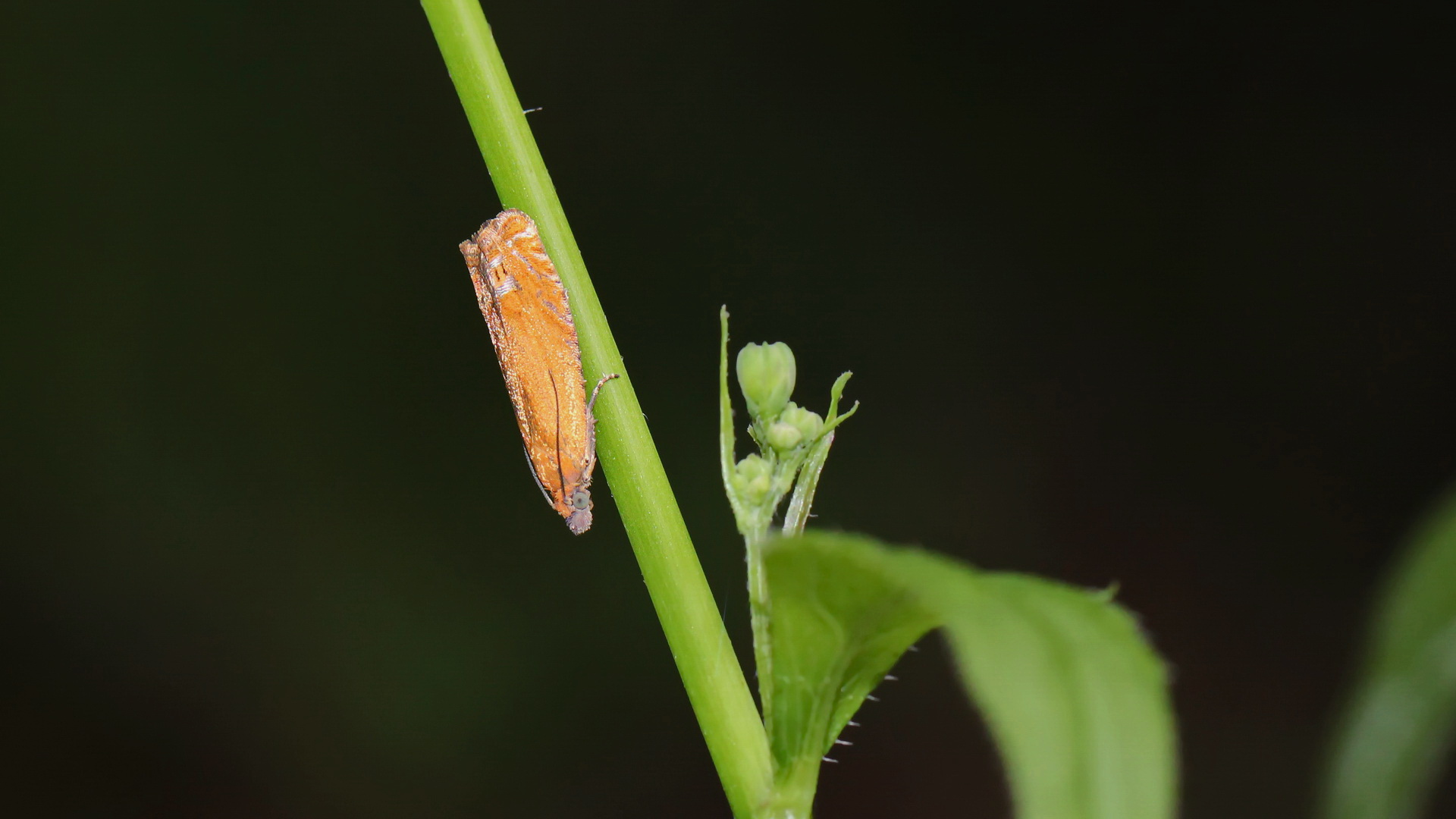 Lathronympha strigana