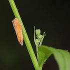 Lathronympha strigana