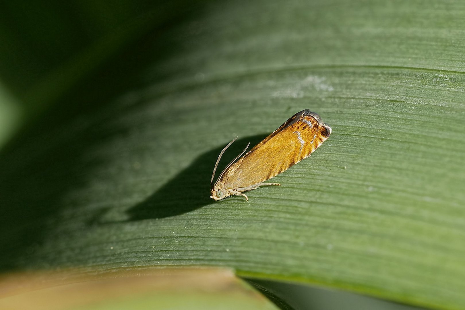 Lathronympha strigana ?