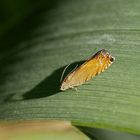 Lathronympha strigana ?