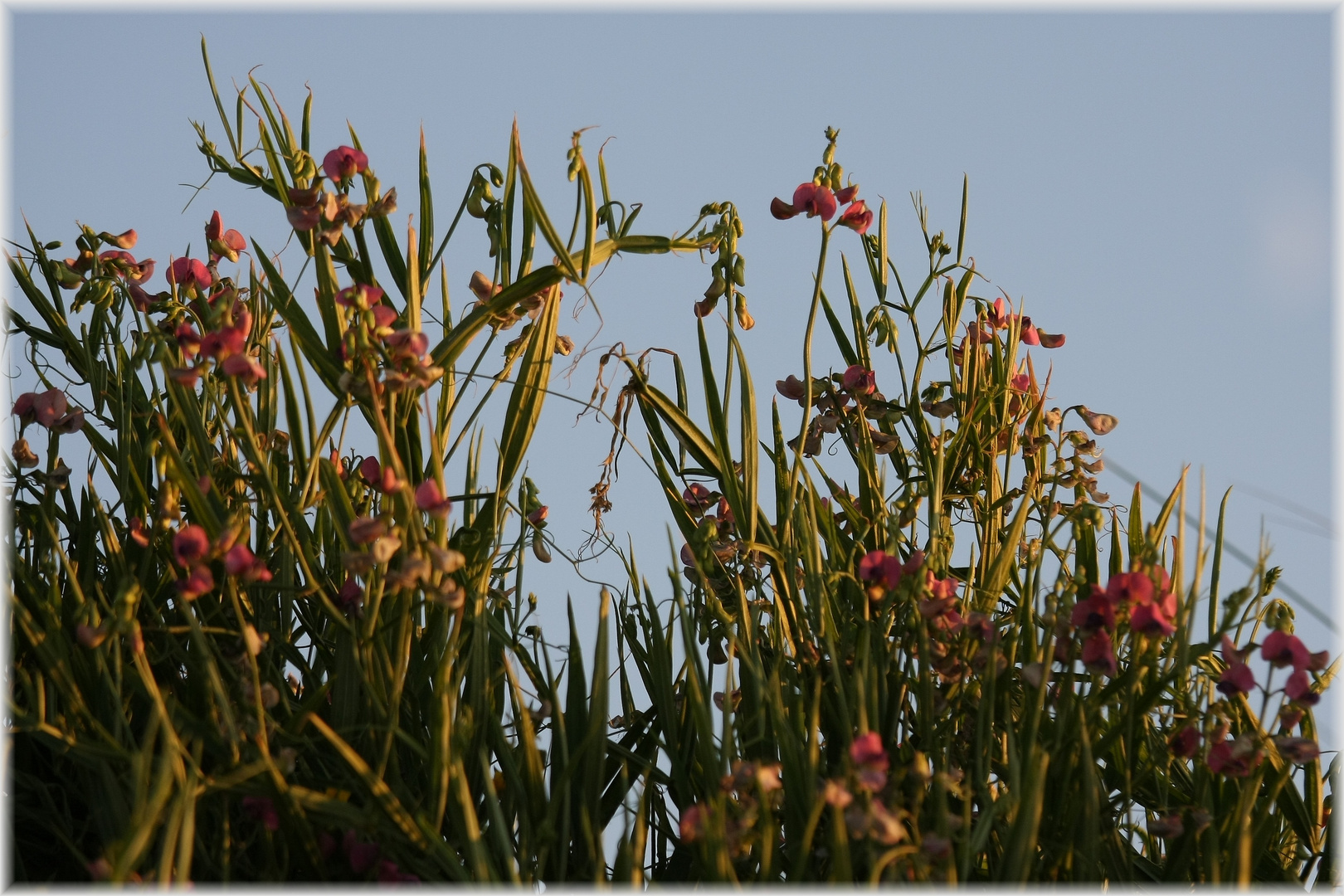 Lathyrus maritimus im Abendlicht