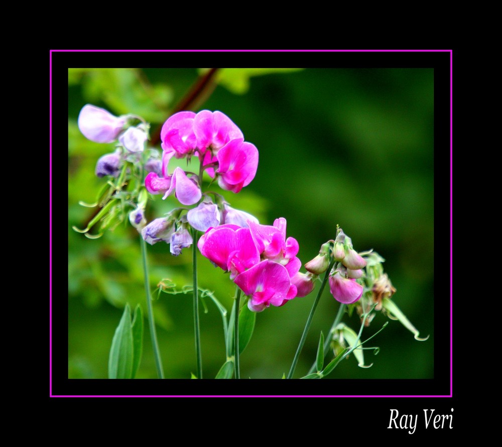 Lathyrus odoratus