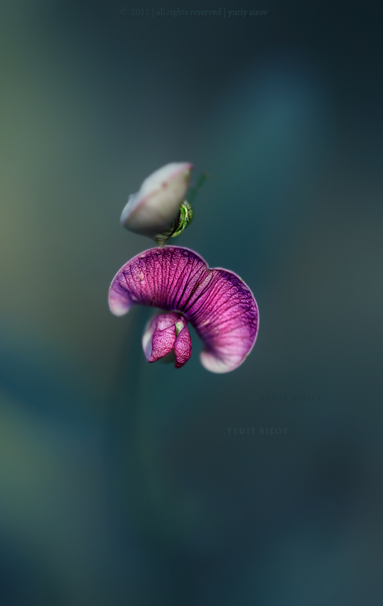 lathyrus odoratus