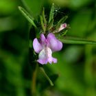 Lathyrus odoratus