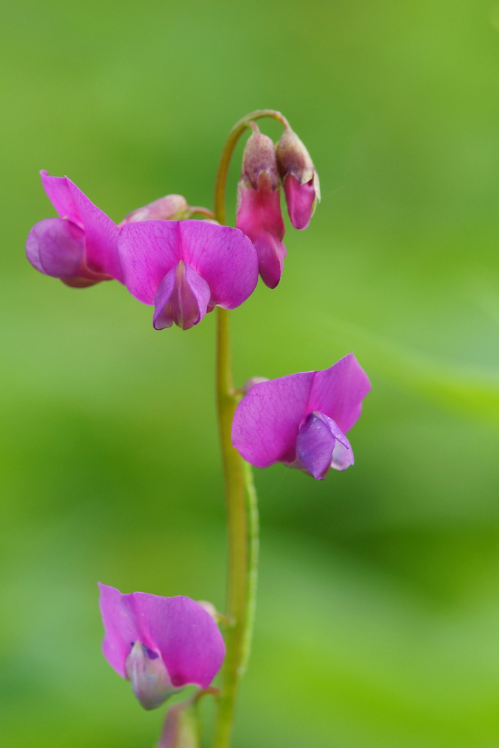 Lathyrus sulvestris