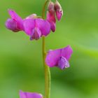 Lathyrus sulvestris