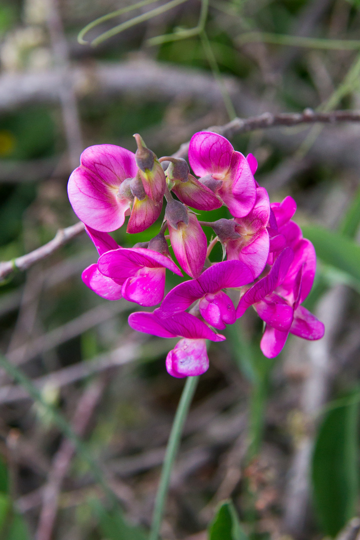 Lathyrus Tuberosus (Cicerchia Tuberosa)