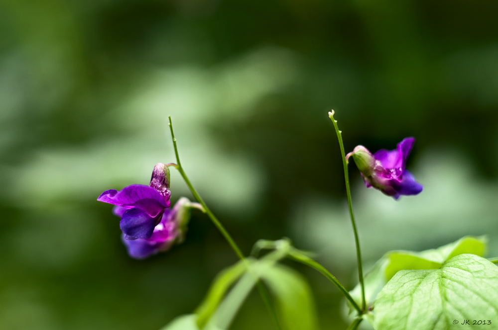 Lathyrus vernus