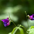 Lathyrus vernus