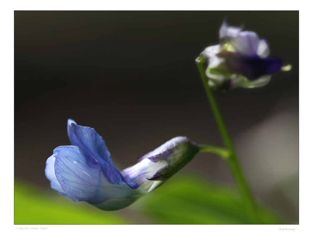 Lathyrus vernus "Blau"