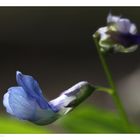 Lathyrus vernus "Blau"