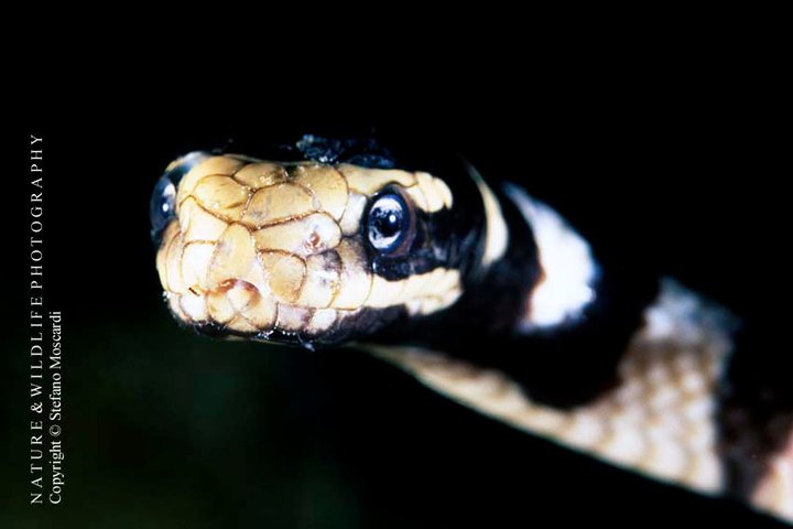 Laticauda colubrina - Cebu Is. (Philippines)