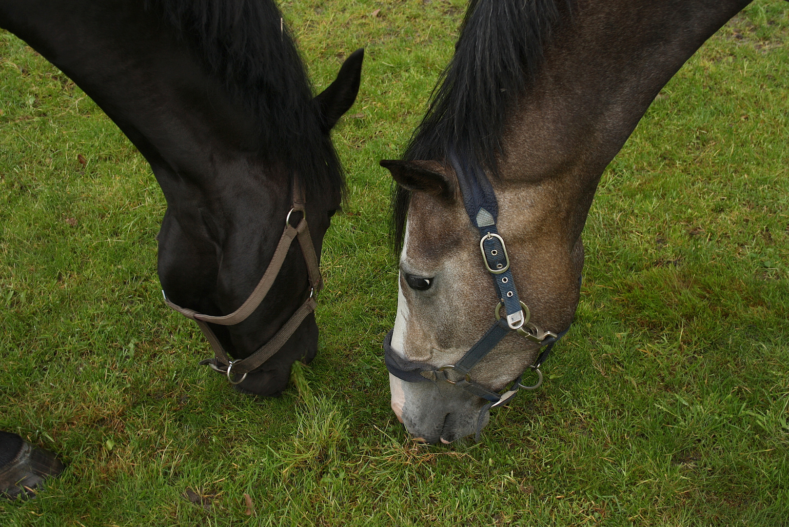 Latina (links) und Cody (rechts) :-)