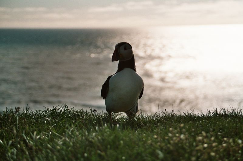 Látrabjarg Sunset