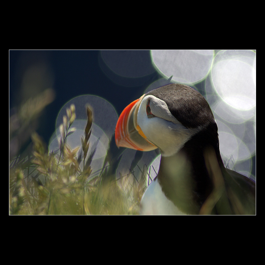 Látrabjarg's Puffin