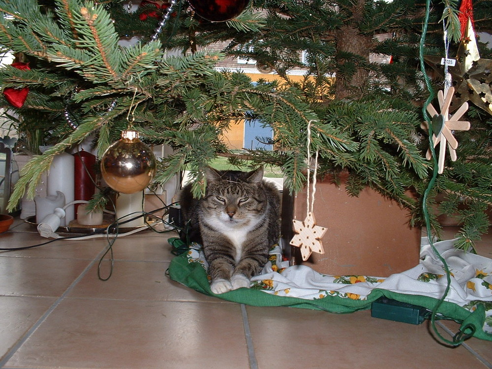 Latrine feierte Weihnachten