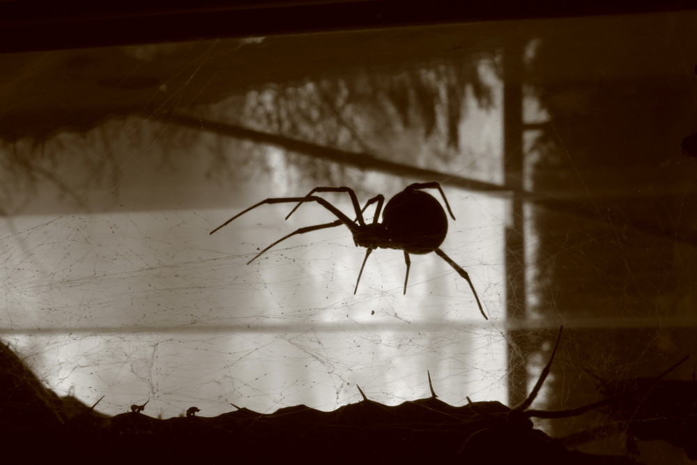 Latrodectus mactans