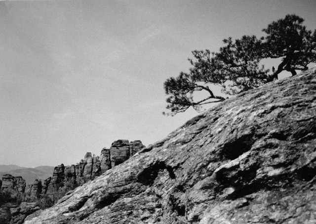 Latschen im Gebirge