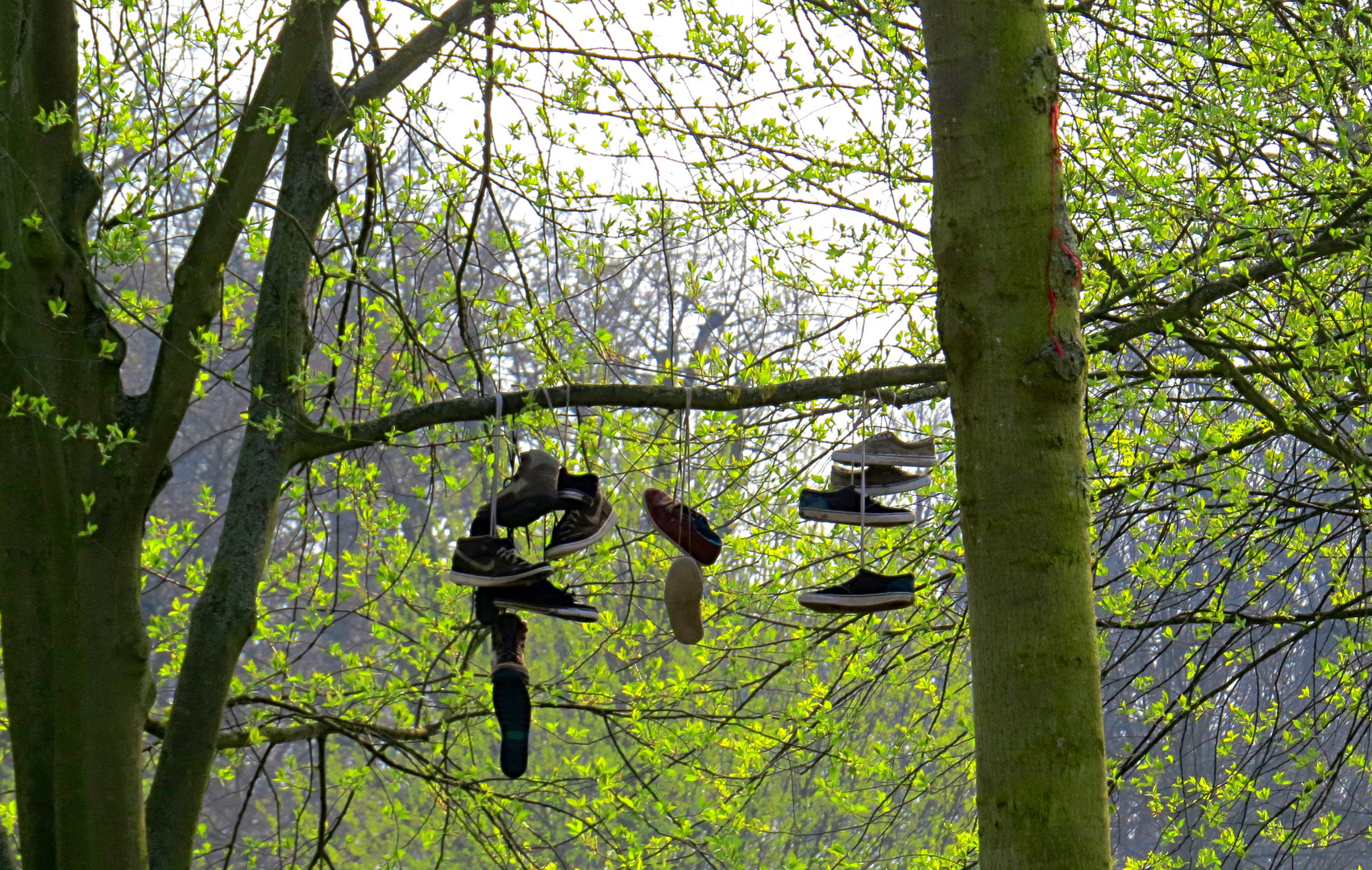 Latschenbaum oder auch Galoshes Tree